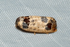Terthreutis
