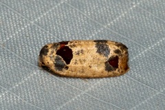 Terthreutis