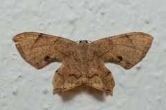 Dysaethria quadricaudata