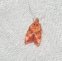 Lophopepla igniferella