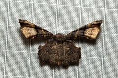 Monobolodes rectifascia