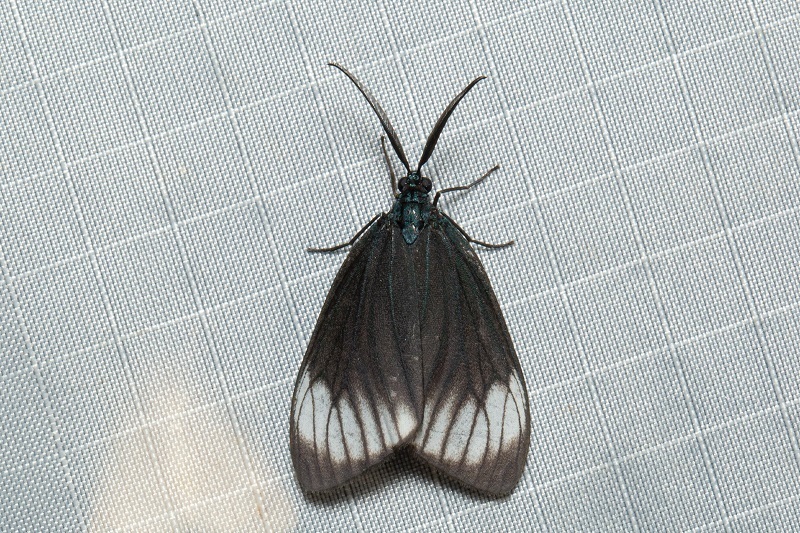 Cyclosia nivipetens
