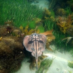Urolophus cruciatus