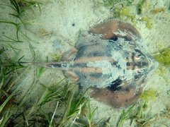 Urolophus cruciatus