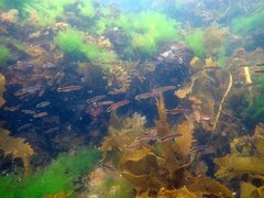 Trachinops caudimaculatus