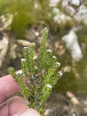 Phylica karroica