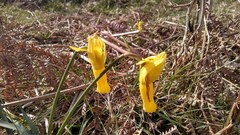 Narcissus cyclamineus