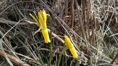 Narcissus cyclamineus