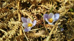 Crocus carpetanus