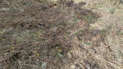 Narcissus cyclamineus