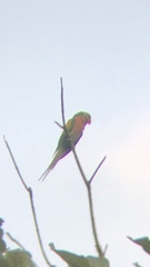 Psittacula alexandri