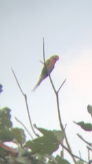 Psittacula alexandri