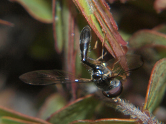 Allobaccha sapphirina