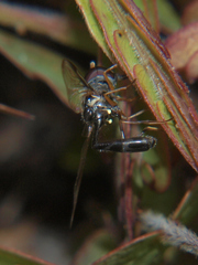 Allobaccha sapphirina