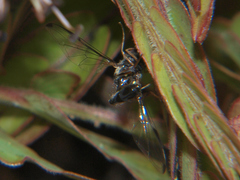 Allobaccha sapphirina