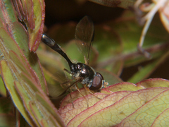 Allobaccha sapphirina