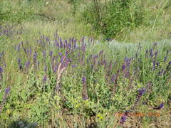 Salvia nemorosa