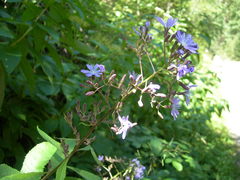 Cicerbita prenanthoides