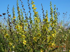 Verbascum chaixii