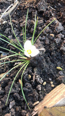 Zephyranthes candida