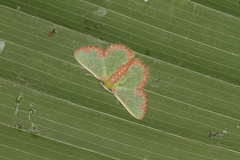 Synchlora gerularia image