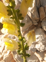 Antirrhinum majus