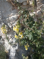 Antirrhinum majus