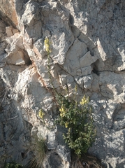 Antirrhinum majus