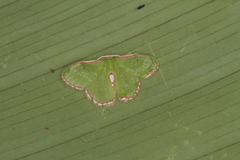 Synchlora tenuimargo