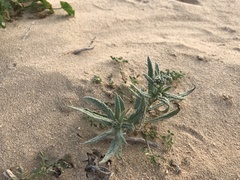 Heliotropium ramosissimum