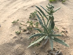 Heliotropium ramosissimum