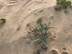 Heliotropium ramosissimum