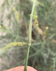 Pontia glauconome