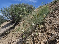 Vicia costata