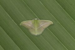 Tachyphyle allineata