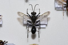 Sphex bilobatus
