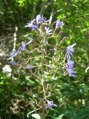 Cicerbita prenanthoides