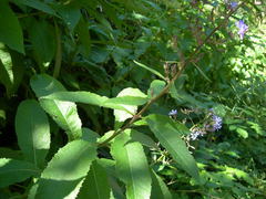 Cicerbita prenanthoides