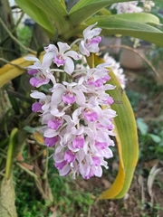 Aerides odorata