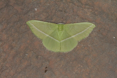 Tachyphyle allineata