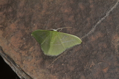 Tachyphyle allineata