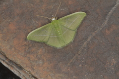 Tachyphyle allineata