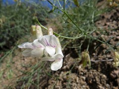 Vicia costata