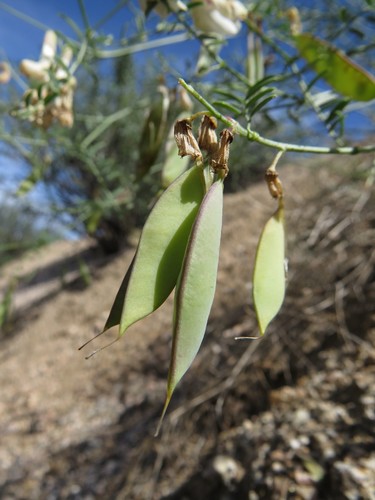 ribbed vetch