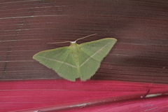 Tachyphyle allineata