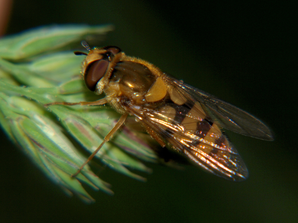 Epistrophe diaphana