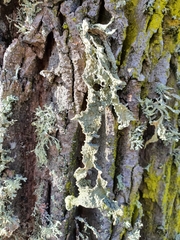 Ramalina fraxinea