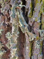 Ramalina fraxinea