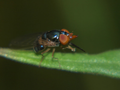 Rhingia caerulescens