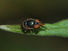 Rhingia caerulescens